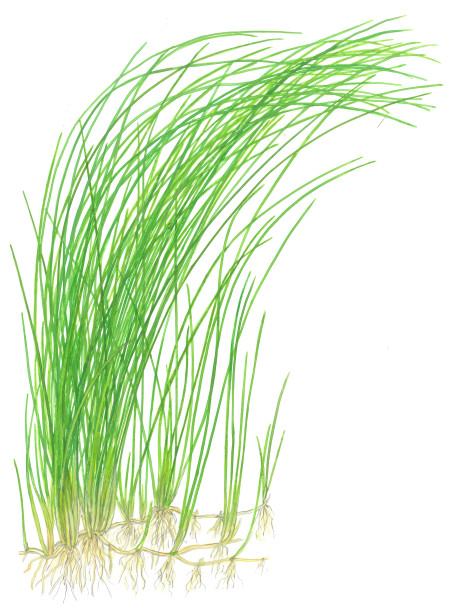 Eleocharis sp (MONTEVIDIENSIS) en maceta