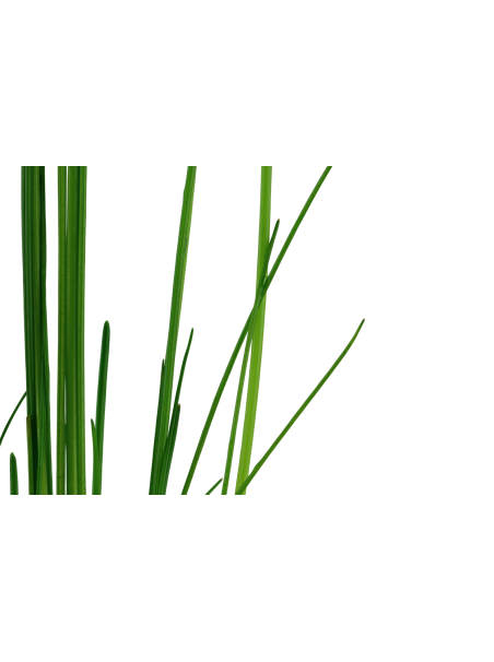 Eleocharis sp (MONTEVIDIENSIS) en maceta