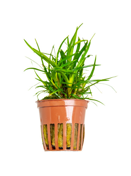 Eriocaulon 'Vietnam' en maceta