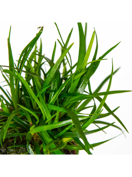 Eriocaulon 'Vietnam' en maceta