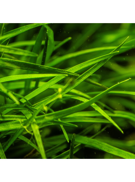 Eriocaulon 'Vietnam' en maceta