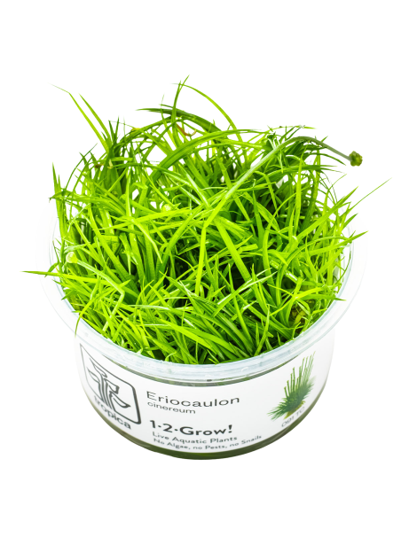 Eriocaulon cinereum 1-2-Grow!