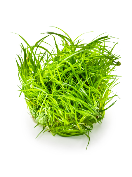 Eriocaulon cinereum 1-2-Grow!