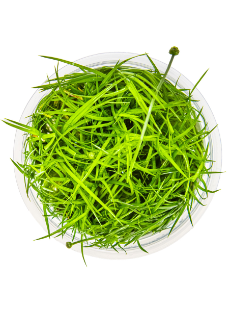 Eriocaulon cinereum 1-2-Grow!