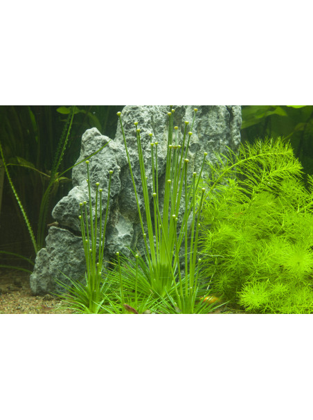 Eriocaulon cinereum 1-2-Grow!