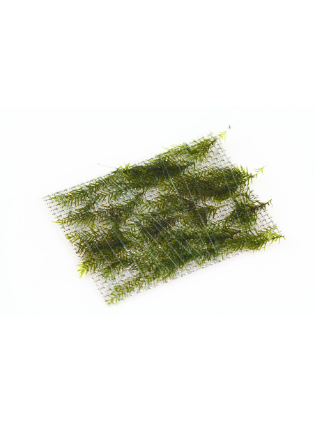 Fissidens fontanus - Envase porción