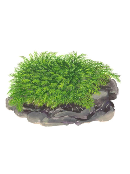 Fissidens fontanus - Envase porción