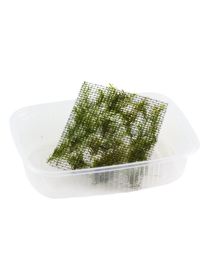 Fissidens fontanus - Envase porción