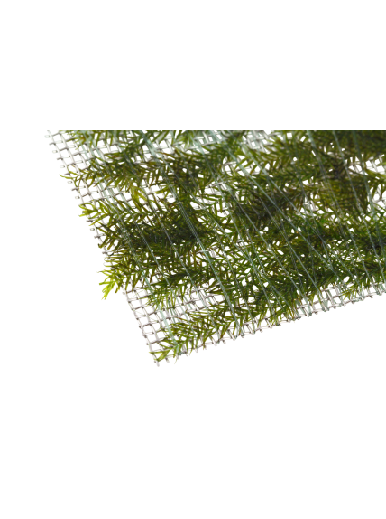 Fissidens fontanus - Envase porción 2