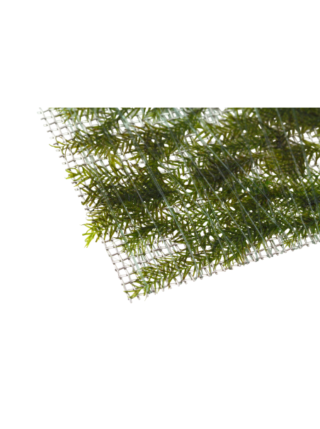 Fissidens fontanus - Envase porción