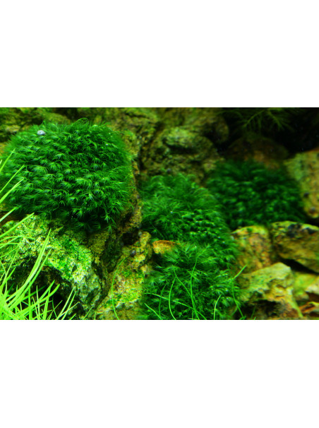 Fissidens fontanus - Envase porción