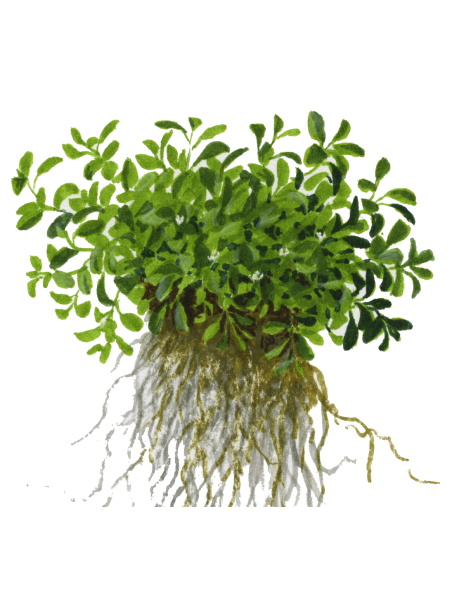 Glossostigma elatinoides 1-2-Grow!