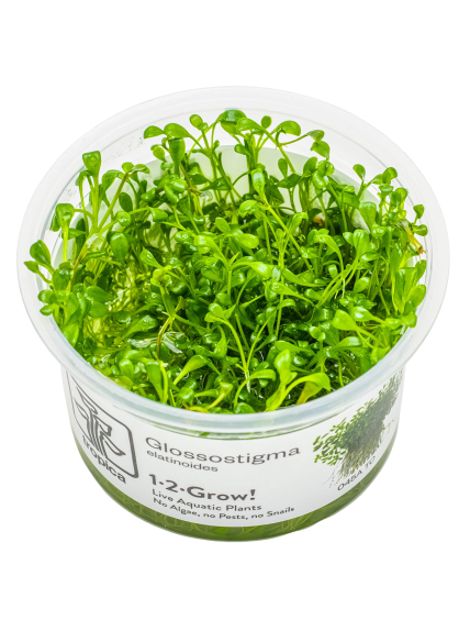Glossostigma elatinoides 1-2-Grow!