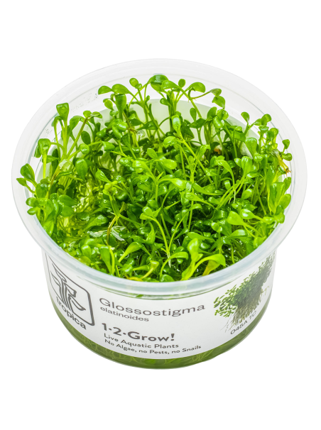 Glossostigma elatinoides 1-2-Grow!