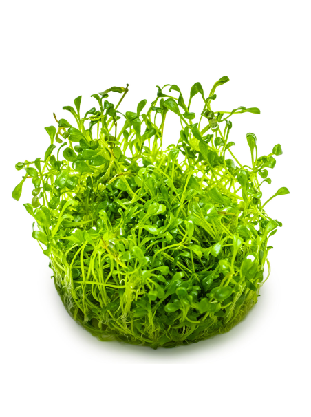 Glossostigma elatinoides 1-2-Grow!