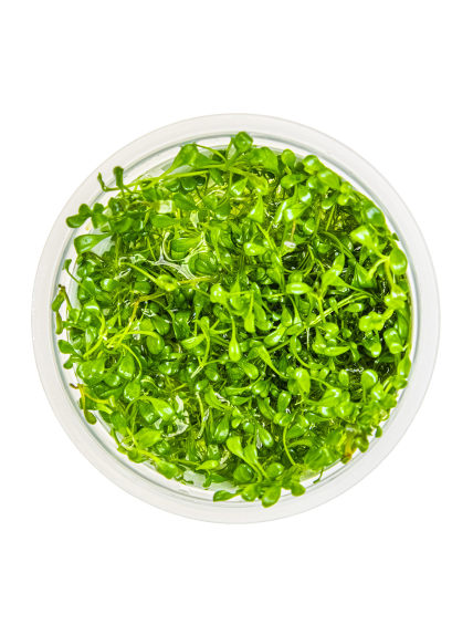 Glossostigma elatinoides 1-2-Grow! 2