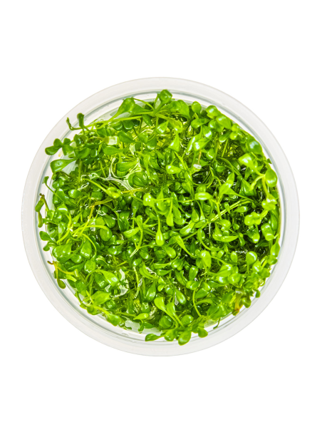 Glossostigma elatinoides 1-2-Grow!