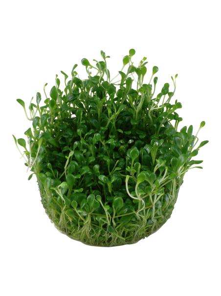 Glossostigma elatinoides 1-2-Grow!