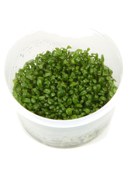 Glossostigma elatinoides 1-2-Grow!