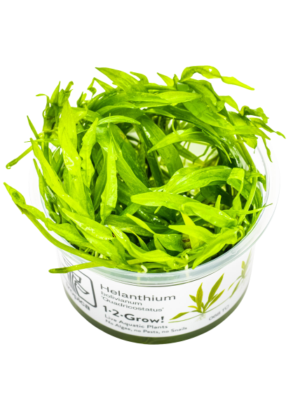 Helanthium bolivianum 'Quadricostatus' 1-2-Grow!