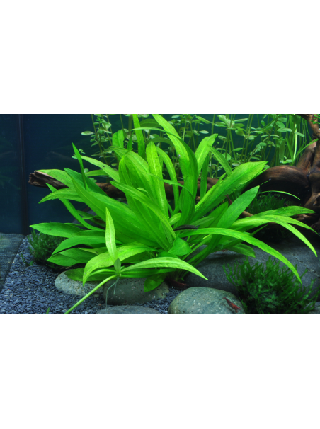 Helanthium bolivianum 'Quadricostatus' 1-2-Grow!