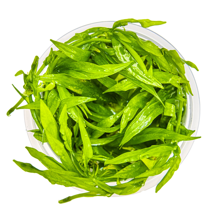 Helanthium bolivianum 'Quadricostatus' 1-2-Grow!