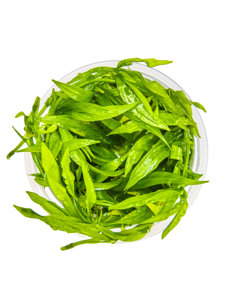 Helanthium bolivianum 'Quadricostatus' 1-2-Grow!