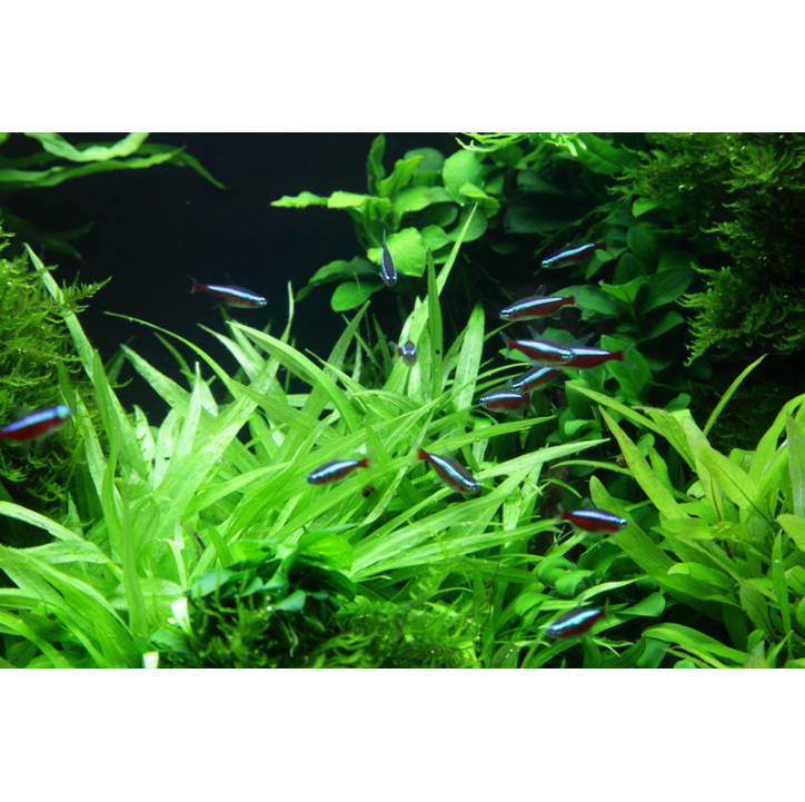 Helanthium bolivianum 'Quadricostatus' 1-2-Grow!