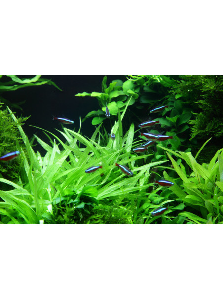 Helanthium bolivianum 'Quadricostatus' 1-2-Grow!