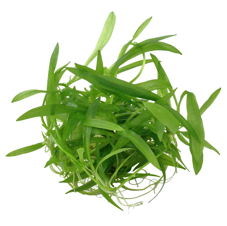 Helanthium bolivianum 'Quadricostatus' 1-2-Grow!