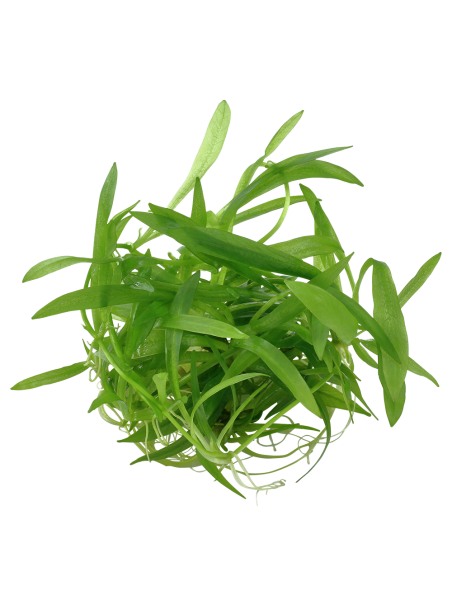 Helanthium bolivianum 'Quadricostatus' 1-2-Grow!