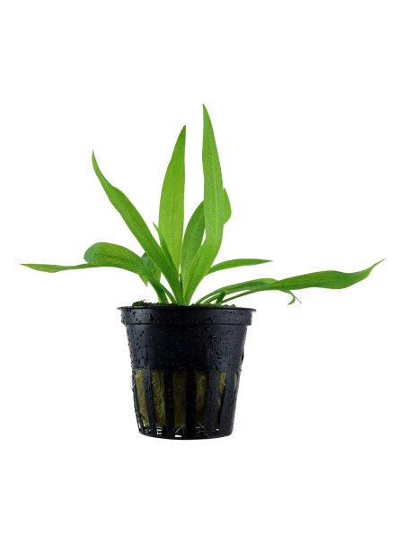 Helanthium bolivianum 'Quadricostatus' en maceta