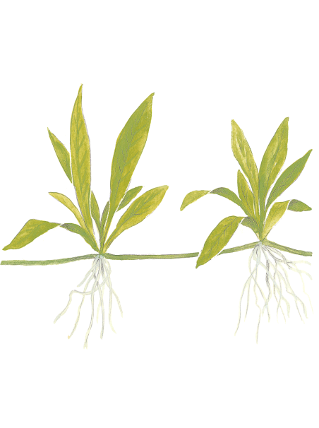 Helanthium bolivianum 'Quadricostatus' en maceta