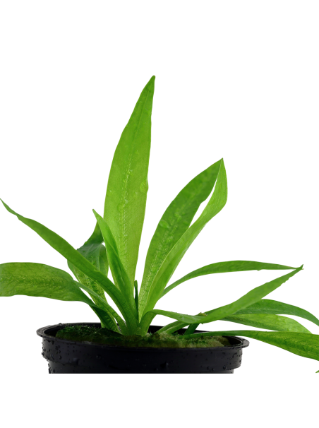 Helanthium bolivianum 'Quadricostatus' en maceta