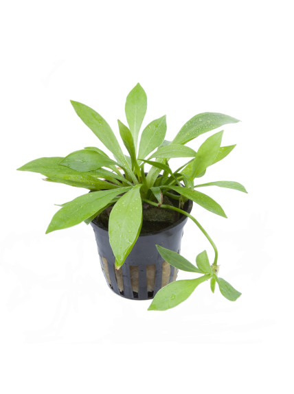 Helanthium bolivianum 'Quadricostatus' en maceta