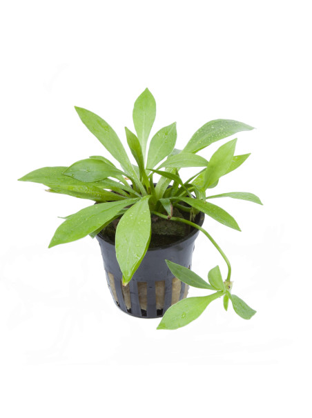 Helanthium bolivianum 'Quadricostatus' en maceta