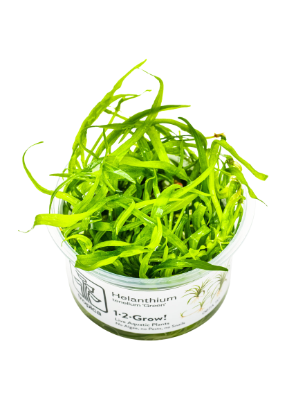 Helianthum Tenellum Green 1-2Grow!