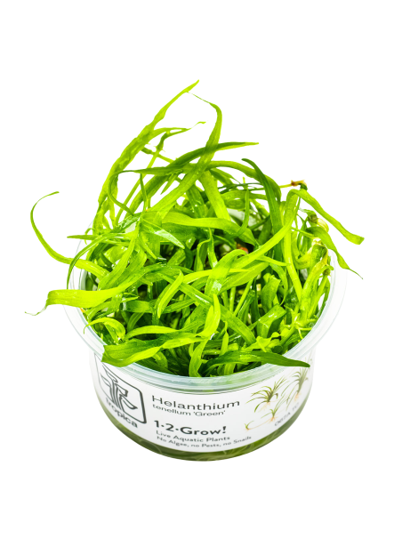 Helianthum Tenellum Green 1-2Grow!