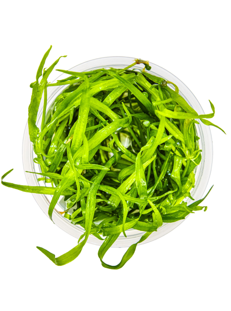 Helianthum Tenellum Green 1-2Grow!