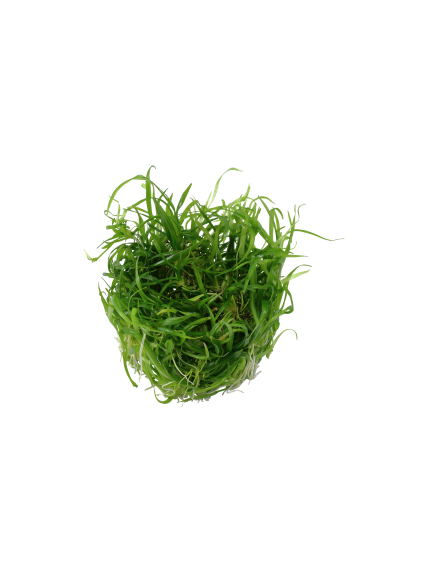 Helianthum Tenellum Green 1-2Grow! 2