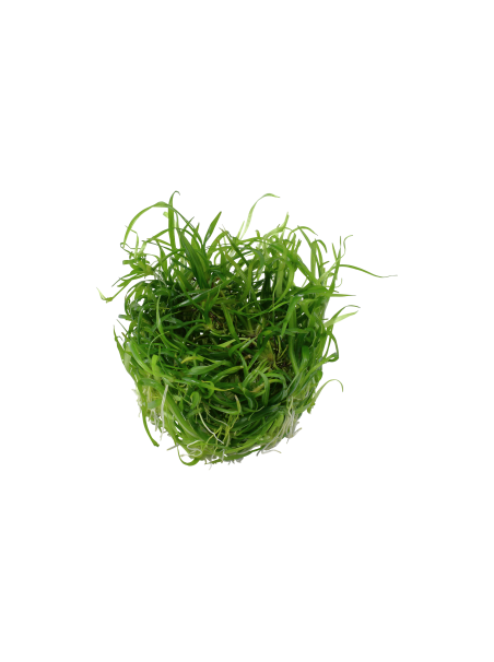 Helianthum Tenellum Green 1-2Grow!