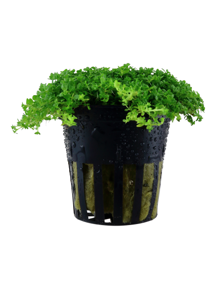 Hemianthus callitrichoides 'Cuba' en maceta