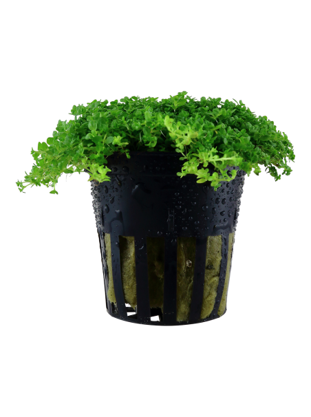 Hemianthus callitrichoides 'Cuba' en maceta