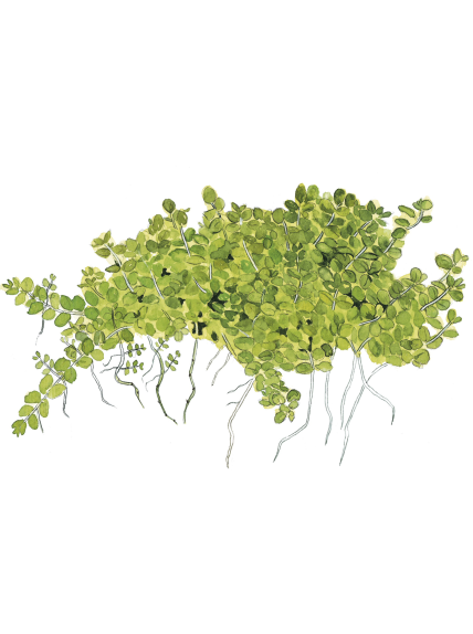 Hemianthus callitrichoides 'Cuba' en maceta 2