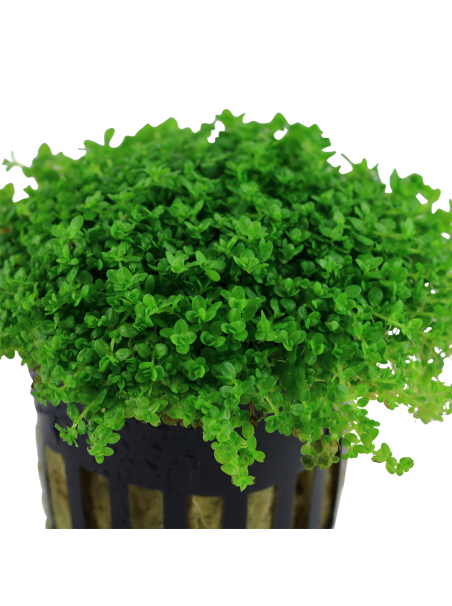 Hemianthus callitrichoides 'Cuba' en maceta