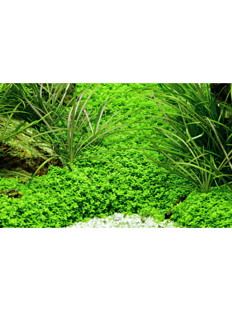 Hemianthus callitrichoides 'Cuba' en maceta