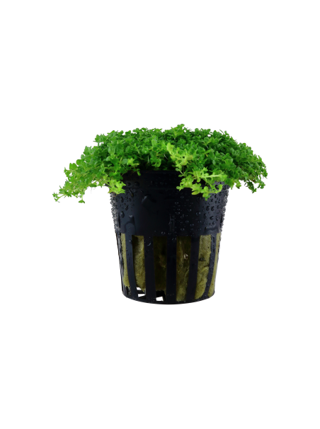 Hemianthus callitrichoides 'Cuba' en maceta