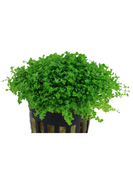 Hemianthus callitrichoides 'Cuba' en maceta