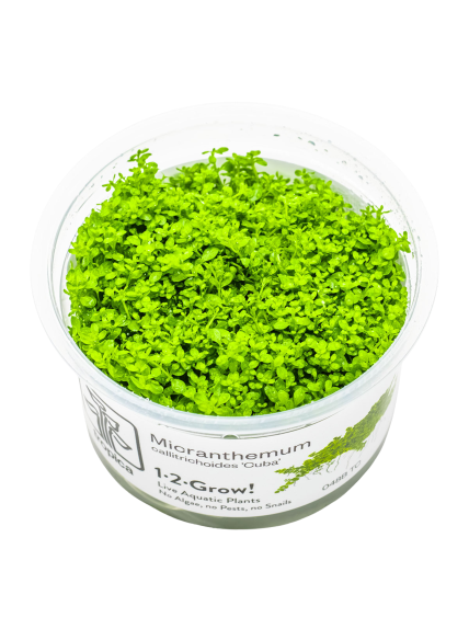 Micranthemum callitrichoides 'Cuba' 1-2-Grow!