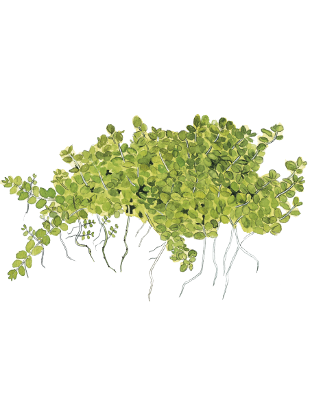 Micranthemum callitrichoides 'Cuba' 1-2-Grow!